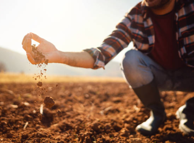 Farmer checking soil in a field.